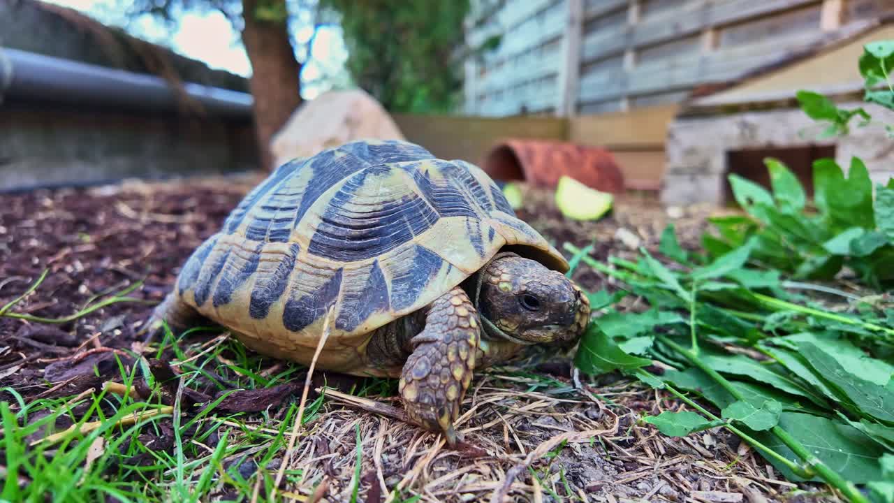 Terrestrial tortoise moving slowly on soil surface with wooden fence background