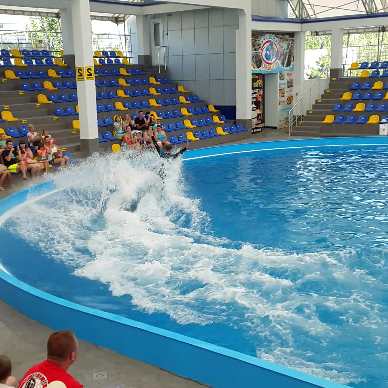 Odessa, Ukraine - August 2017: Dolphinarium. Man instructor and dolphins swimming together. Show of dolphins.