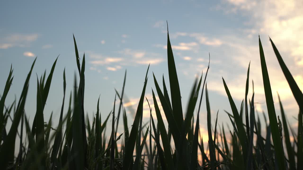 Silueta de arrozal
