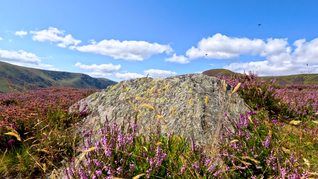 Dragonflies and midges fly above heather and boulders in a sunlit Scottish Highlands field
