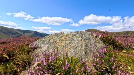 dragonflies and midges fly above heather and boulders in a sunlit scottish highlands field