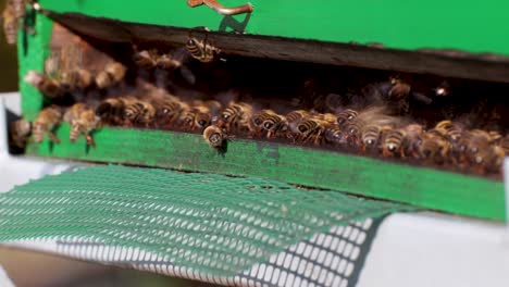 swarm of honey bees flying around the beehive