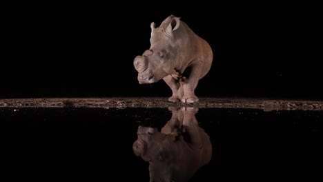 pan against black night background, dehorned rhino reflected in pond