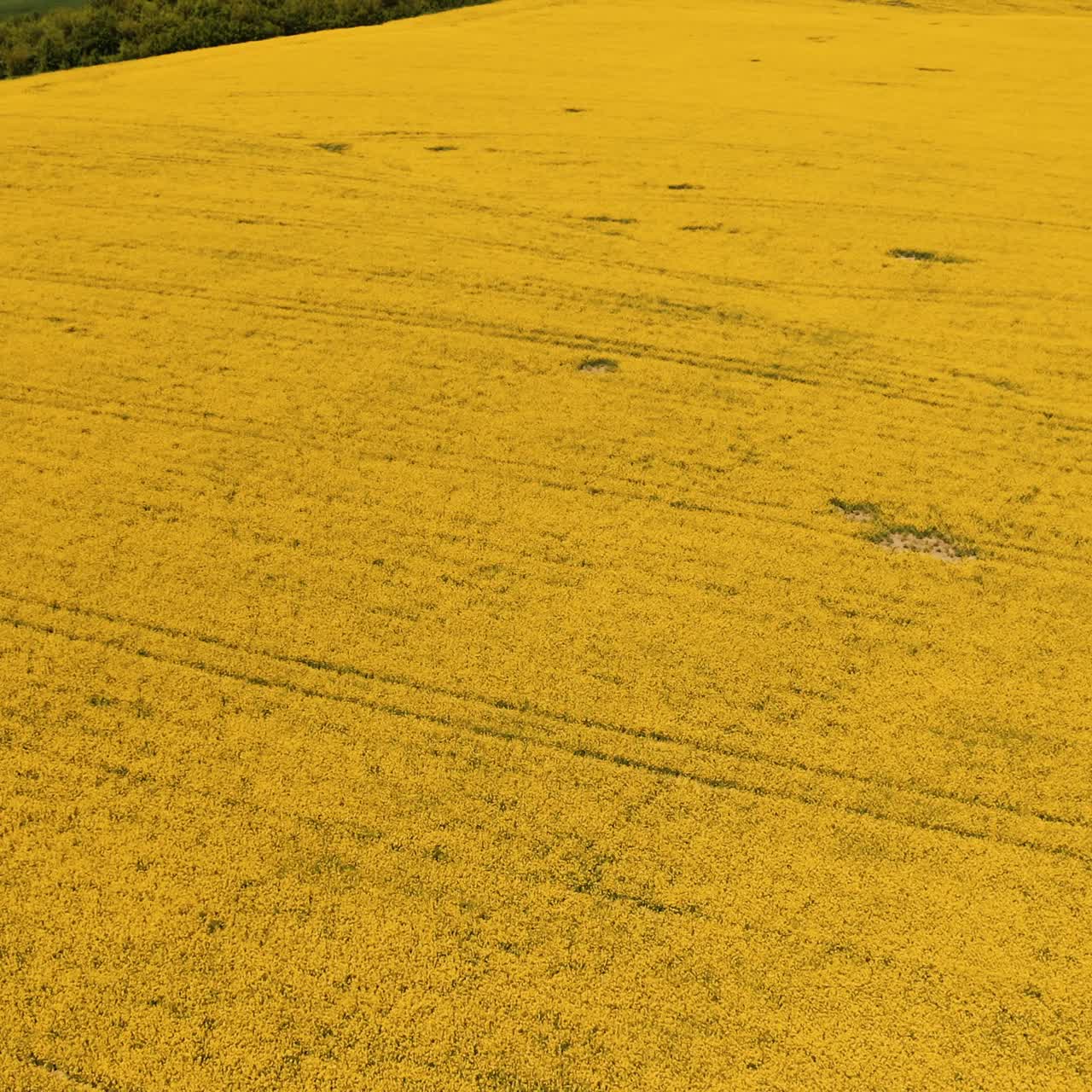 Amazing yellow landscape of a field. Beautiful blooming field in a bright sunny daytime. Nature in summer. Aerial view.