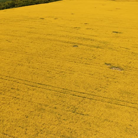 amazing yellow landscape of a field. beautiful blooming field in a bright sunny daytime. nature in summer. aerial view.