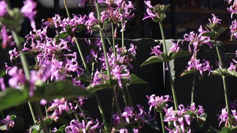 a hummingbird hawk-moth sucks nectar from small purple flowers