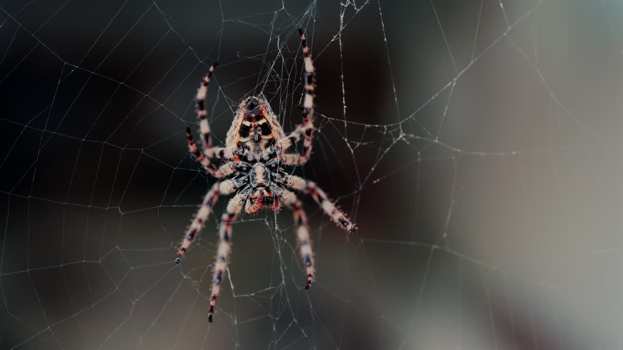 Close up of a spider sitting in its web, showing intricate details of its body and fine silk threads