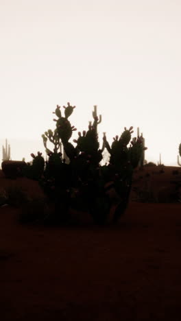 desert cactus landscape at sunset