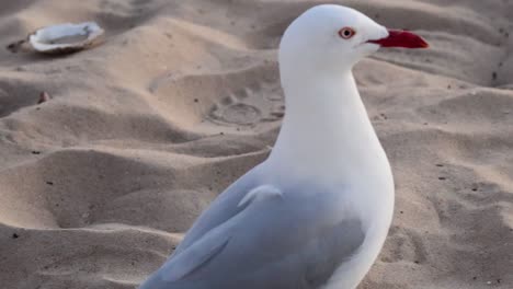 seagull standing and moving on sandy beach