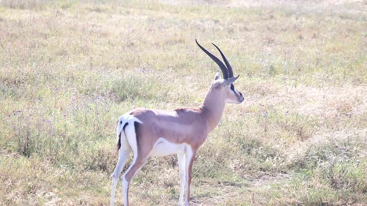 cerca del antílope impala observando los alrededores en sabana seca, tanzania