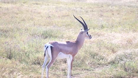 cerca del antílope impala observando los alrededores en sabana seca, tanzania