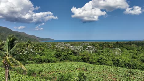 explore this drone flight between plantations and palm trees towards the paradisiacal boca del diablo beach in samaná, dominican republic