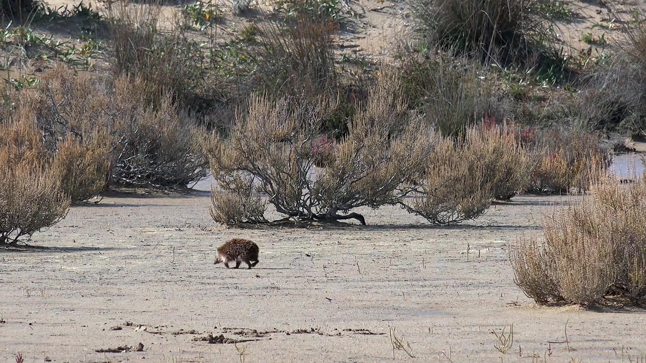 Small Hedgehog Walking Across Sandy Ground in Nature