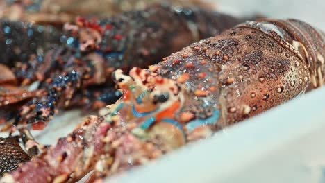 exhibición de langosta fresca para la venta en un mercado de pescado