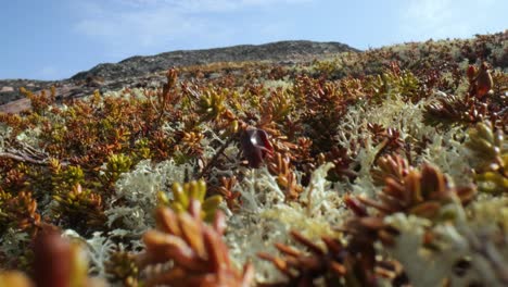 Arctic-Tundra-lichen-moss-close-up.-Found-primarily-in-areas-of-Arctic-Tundra,-alpine-tundra,-it-is-extremely-cold-hardy.-Cladonia-rangiferina,-also-known-as-reindeer-cup-lichen.