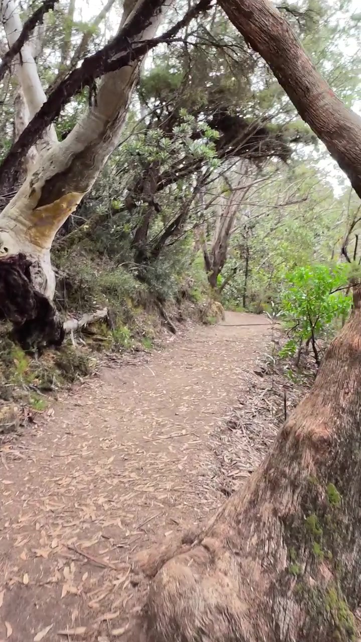 Prospettiva in prima persona mentre si cammina lungo un sentiero sterrato attraverso la boscaglia autoctona nel Parco Nazionale delle Blue Mountains