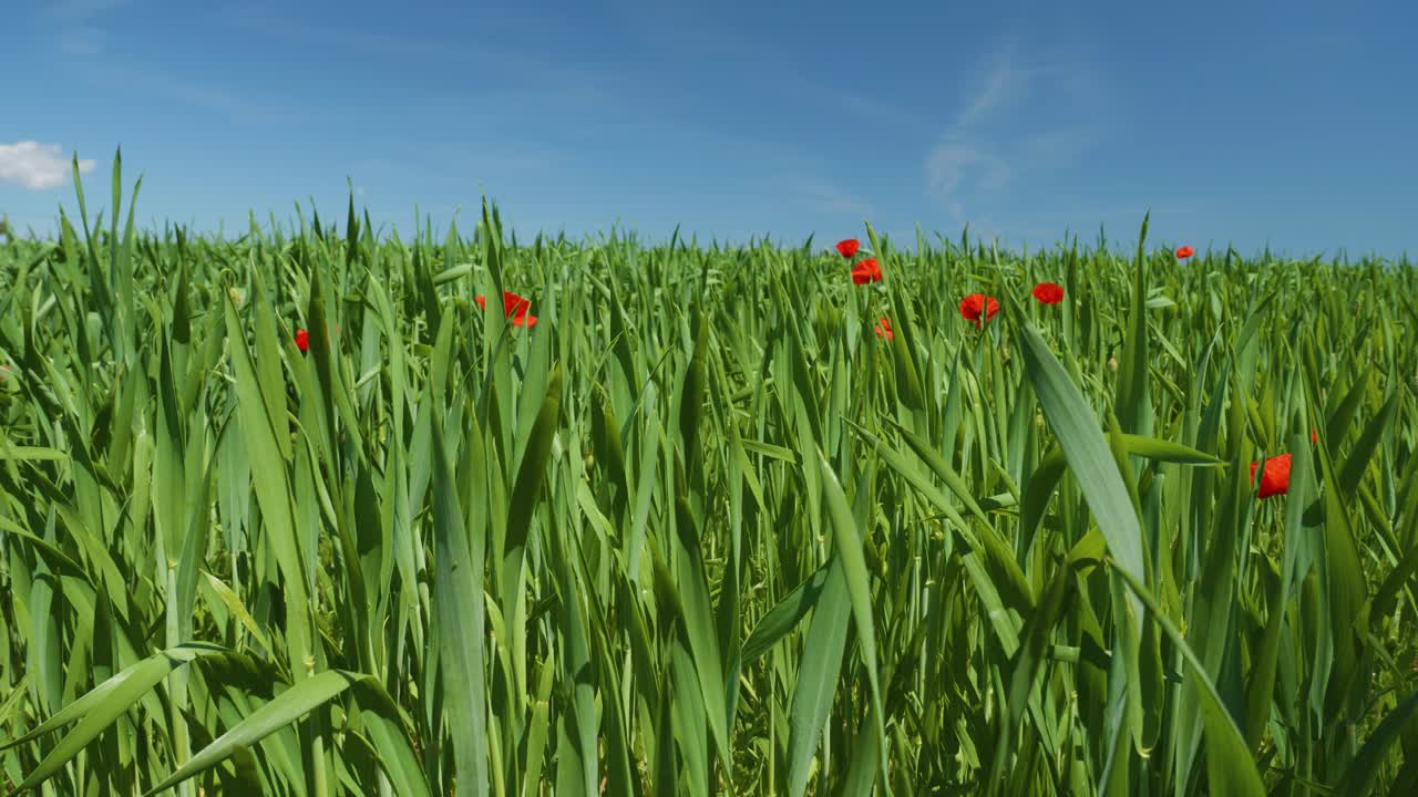 campo de hierba con pocos flujos de amapola roja bajo un cielo azul claro, cámara lenta