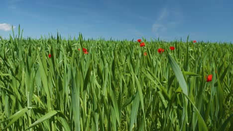 Grass-field-with-few-red-poppy-flowes-under-a-clear-blue-sky,-slow-motion