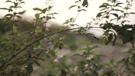 Slow-motion-shot-rising-above-the-bushes-on-a-beach-to-look-at-the-ocean