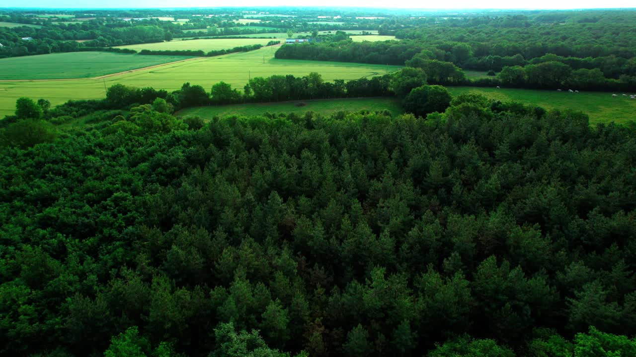 Fitta foresta verde e prati in maestose pianure, vista aerea con drone
