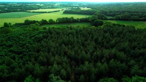 Exuberantes-Bosques-Verdes-Y-Prados-En-Majestuosas-Llanuras,-Vista-Aérea-De-Drones