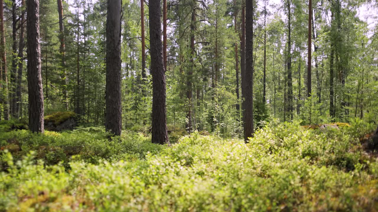 Sentiero forestale inondato di sole