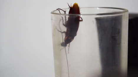 cucaracha trepando por el borde de un vaso y entrando