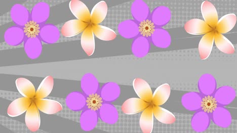 Animation-of-pink-and-purple-flowers-on-spinning-grey-stripes-in-background