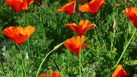 flores de amapola rojas que crecen silvestres en un campo o prado - aisladas