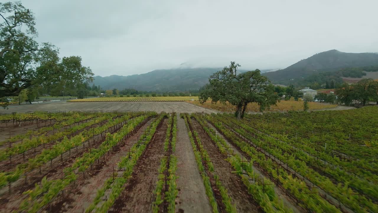 캘리포니아 나파 밸리의 포도원 위로 저고도 드론 비행