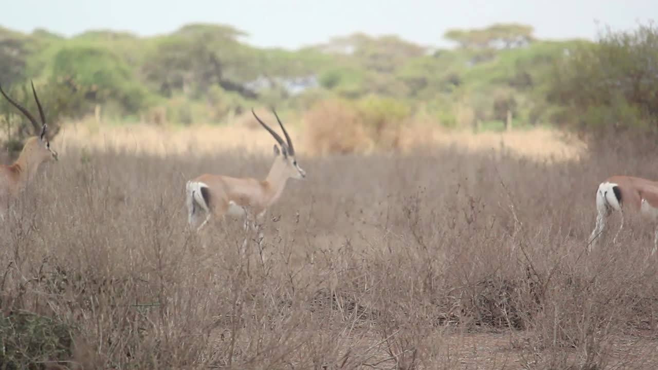 fauna africana, gacela de grant corriendo en pastizales secos en kenia