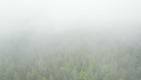 Dichter-Nebel-über-Den-Kiefernwipfeln-In-Norwegen