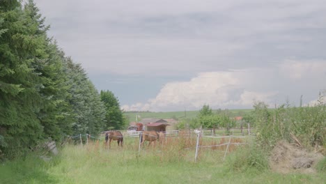 los caballos se paran en un área cercada al lado de los árboles y pastan el clima de verano y las grandes nubes en el fondo