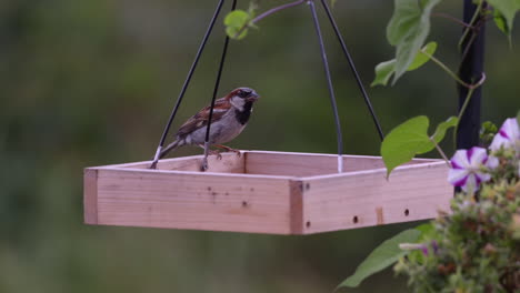 Small-bird-eating-on-a-tray-style-feeder-in-Maine