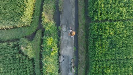 top down drone shot of barefoot woman walking through rice paddies in ubud bali indonesia at sunrise