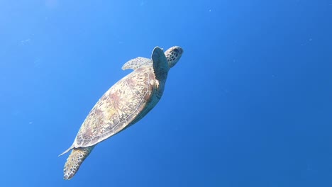 green sea turtle