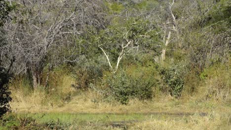 Flock-of-Red-billed-Quelea-flying-from-the-ground-to-a-nearby-tree