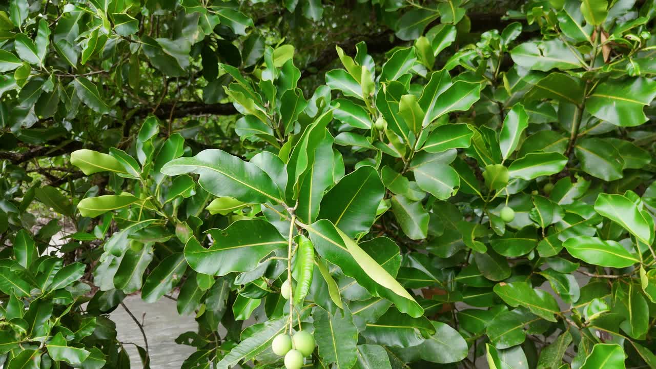 Vibrant green leaves and fruit sway gently in the wind, captured in a tropical setting with natural lighting
