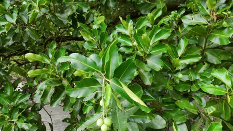 vibrant green leaves and fruit sway gently in the wind, captured in a tropical setting with natural lighting