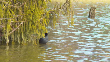 captura de pantalla de una focha negra recogiendo sus plumas en un lago con árboles en la parte de atrás