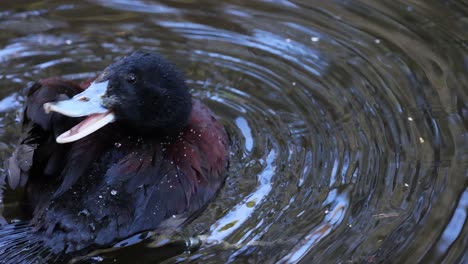 pato de pico azul nadando y arreglándose en el agua