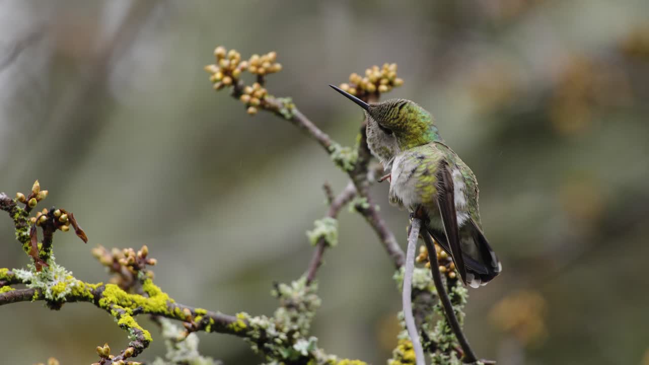 An Anna's hummingbird scratches itself while perched on a branch. 59.94 frames per second.
