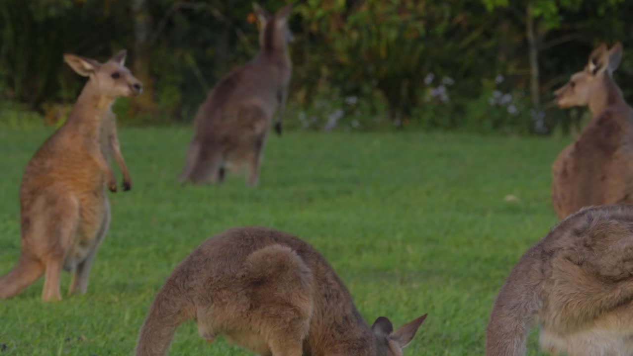 grupo de canguros grises orientales alimentándose de la hierba - macropus giganteus en qld, australia - tiro panorámico