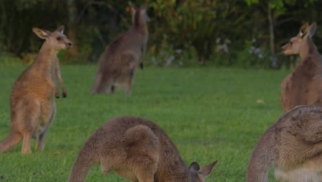 Grupo-De-Canguros-Grises-Orientales-Alimentándose-De-La-Hierba---Macropus-Giganteus-En-Qld,-Australia---Tiro-Panorámico