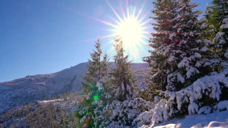 hermosos árboles de navidad cubiertos de nieve blanca en una colina entre las montañas de los cárpatos en la pintoresca ucrania