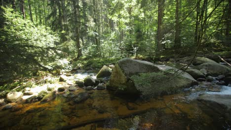 flowing river through green mountain forest in summer, 25 fps