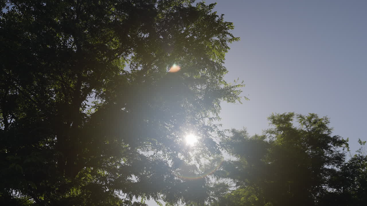 la luz del sol filtrándose a través de los árboles