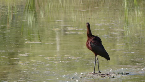 White-faced-Ibis-bird-in-wetland-pond-grooms-reddish-brown-plumage