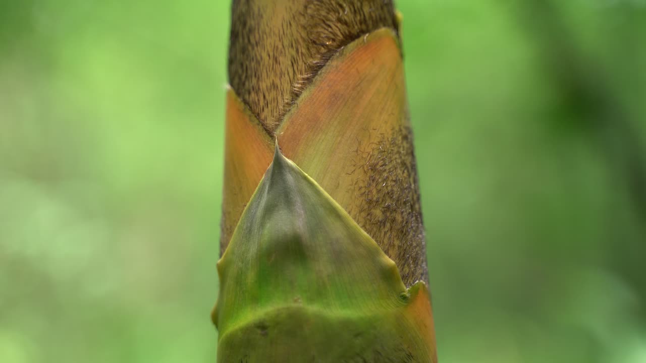 al comienzo del monzón, nuevos árboles de bambú están creciendo en el bosque