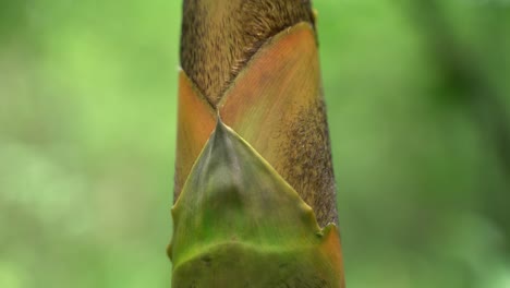 At-the-beginning-of-monsoon,-new-bamboo-trees-are-growing-in-the-forest